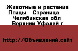 Животные и растения Птицы - Страница 2 . Челябинская обл.,Верхний Уфалей г.